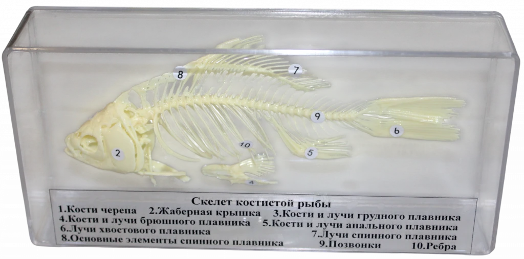Комплект скелетов различных классов животных